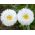 Crazy Daisy, Snowdrift sėklos - Chrizantema maksimali fl.pl - 160 sėklų - Chrysanthemum maximum fl. pl. Crazy Daisy