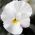 Beyaz Dev Hercai Menekşe tohumları - Viola x wittrockiana - 400 seeds