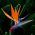 Paradicsom madárvirág magjai - Strelitzia reginae - 10 mag - magok