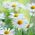 זרעי דייזי Oxeye - חרצית חרצית - Leucanthemum vulgare syn. Chrysanthemum leucanthemum - זרעים