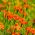 Marigold Orange Gem seeds - Tagetes tenuifolia - 390 biji - benih