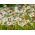 Obyčajný sedmokráska, trávnik Daisy semená - Bellis perennis - 1200 semien