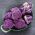 Žiedinis kopūstas - Di Sicilia Violetto - 54 sėklos - Brassica oleracea L. var.botrytis L.