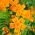 Marigold Orange Gem semena - Tagetes tenuifolia - 390 semen