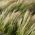 羽毛の草、ヨーロッパの羽毛の草の種 -  Stipa pennata  -  10の種 - Stipa joannis - シーズ