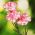 Trädgårdsnejlika - Raspberry ripple - 110 frön - Dianthus caryophyllus