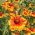 Vanliga Blommiga fröer - Gaillardia aristata - 300 frön