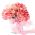 Tuinanjer - Raspberry ripple - 110 zaden - Dianthus caryophyllus