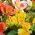 Semena perujske lilije - Alstroemeria Aurantiaca - 5 semen