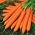 Valgomosios morkos - Amsterdam - 2 sėklos - Daucus carota ssp. sativus