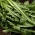 Chicory "Spadona"; Radicchio - 2880 frön - Cichorium intybus ‘Spadona'