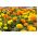 メキシコのマリーゴールド - 品種選択 -  150種子 - Tagetes erecta  - シーズ
