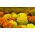 Marigold Meksiko - seleksi varietas - 150 biji - Tagetes erecta 