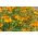 Kleinbloemige Afrikaan Tagetes - gemengd - 600 zaden - Tagetes tenuifolia