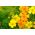 Campuran marigold - campuran biji - 600 biji - Tagetes tenuifolia