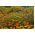 Mélange de graines d'Œillets d'Inde tenuifolia  - 600 graines - Tagetes tenuifolia