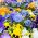 대형 꽃된 정원 팬 지 - 다양 한 믹스 - 600 씨앗 - Viola x wittrockiana 