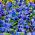 Pansy de gradina cu flori mari - albastru cu un punct negru - 400 de seminte - Viola x wittrockiana  - semințe
