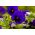 Pansy de gradina cu flori mari - albastru cu un punct negru - 400 de seminte - Viola x wittrockiana  - semințe