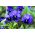 Багатоквітковий садок - блакитний з чорною плямою - 400 насінин - Viola x wittrockiana  - насіння