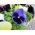 Large-flowered garden pansy - blue with a black spot - 400 seeds