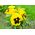 Великі квітучі садові братки - жовті з чорною крапкою - 400 насінин - Viola x wittrockiana  - насіння