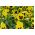 Pansy vườn hoa lớn - màu vàng với chấm đen - 400 hạt - Viola x wittrockiana 