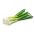 Čebula "Aviv" - bela sorta za marinade - 1000 semen - Allium cepa L. - semena
