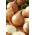 בצל "Globo" - מגוון סלט גדול, טעים גם כאשר נאכל גלם 500 זרעים - Allium cepa L.