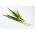 威尔士洋葱“贝加尔湖” - 持久美味的绿色蔬菜 -  500粒种子 - Allium fistulosum  - 種子