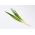 Велшки лук "Бајкал" - дуготрајни и укусни зелени - 500 сјеменки - Allium fistulosum  - семе