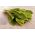 Chicory "Spadona"; Radicchio - 2880 seeds - Cichorium intybus ‘Spadona' - semi