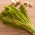Ћикорија "Спадона"; Радиццхио - 2880 семена - Cichorium intybus ‘Spadona'