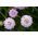 Kaukázusi tűpárna virág - fajta kiválasztása; csipkebogyó virág, kaukázusi scabiosis - 21 mag - Scabiosa caucasica - magok