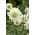 Kaukasisk pincushion blomst - sort udvalg; pincushion blomst, kaukasisk scabiosis - 21 frø - Scabiosa caucasica