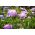 Caucasian pincushion flower - variety selection; pincushion flower, Caucasian scabiosis - 21 seeds