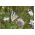 Kafkas iğne yastığı çiçeği - çeşit seçimi; iğne yastığı çiçeği, Kafkas scabiosis - 21 tohum - Scabiosa caucasica - tohumlar