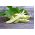 Квасоля "Supernano Giallo" - звичайний сорт квасолі - 25 насінь - Phaseolus vulgaris L. - насіння