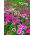 Fainbow pink - variety selection; China pink - 1100 seeds