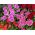 Fainbow rožinė - veislės pasirinkimas; Kinija rožinė - 1100 sėklų - Dianthus chinensis - sėklos