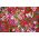 Fainbow roz - selecție varietate; China roz - 1100 de semințe - Dianthus chinensis