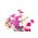 Œillet commun - en mélange - 275 graines - Dianthus caryophyllus