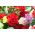 Anyelir - pemilihan varietas; cengkeh merah muda - 275 biji - Dianthus caryophyllus