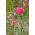 Paprastas rausvos spalvos mišinys; sodo rožinė, laukinė rožinė - 140 sėklų - Dianthus plumarius - sėklos