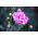 Sage roosa - sort; aed roosa, metsik roosa - 140 seemnet - Dianthus plumarius - seemned