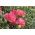 Carnation "Szabo" - variety mix; clove pink - 275 seeds
