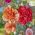 Tikrasis gvazdikas - Szabo - mišinys - 275 sėklos - Dianthus caryophyllus