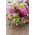 Hoa cẩm chướng "Szabo" - hỗn hợp đa dạng; đinh hương hồng - 275 hạt - Dianthus caryophyllus