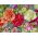 Carnation "Szabo" - campuran pelbagai; merah cengkeh - 275 biji - Dianthus caryophyllus - benih