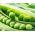 エンドウ豆「テレフォン」 -  160種子 - Pisum sativum - シーズ